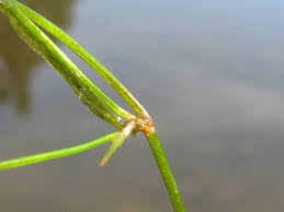 Image result for Potamogeton pusillus