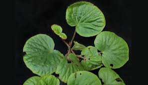 Teknik tanam bunga raya the secret garden of life. Begonia Nephrophylla Bunga Jenis Baru Asal Maluku Tekno Tempo Co