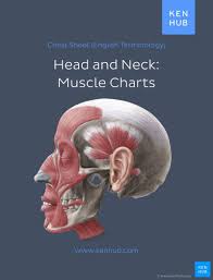 To see full colour version search for ms1000. Muscle Anatomy Reference Charts Muscle Anatomy Muscle Anatomy