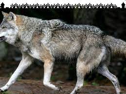 There's red wolves & gray wolves. Grusel Video Wolf Verfolgt Joggerin Und Hund Hamburg