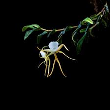 Image result for Angraecum conchiferum