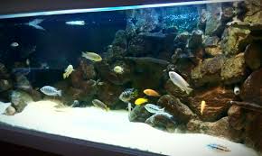 Lake Malawi And Aquarium Stocking Cichlids Aquarium Advice