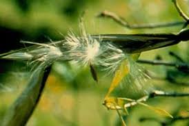 Image result for Strophanthus