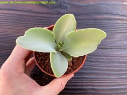 Image result for Kalanchoe brachyloba