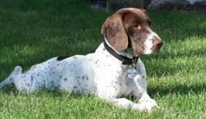 Image result for německý ohař drátosrstý stavba těla