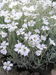 Cerastium Olympia Bluestone Perennials Snow In Summer Flower Garden White Flowers