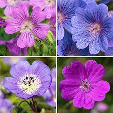 Get free shipping on qualified cottage farms direct perennials or buy online pick up in store today in the outdoors department. Cottage Farms Direct Perennials Shady Days Hardy Geranium Collection 4pc