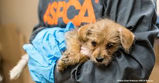 The Aspca Assists In Rescuing Animals Displaced By California Mudslides Aspca Animals Animal Rescue