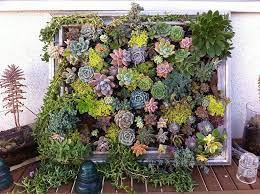 Luna See Diy Tutorial Framed Vertical Succulent Garden Vertical Garden Diy Vertical Succulent Gardens Succulents Diy