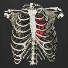Costae) are the long curved bones which form the rib cage, part of the axial skeleton. Rib Cage Heart T Shirt By Chargrilled