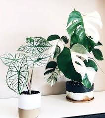 The 67 Good Indoor Plants For Minimalist Homes You Can Get For Inspire In 2020 Best Indoor Plants Plants Perfect Plants