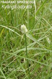 Image result for Kyllinga erecta