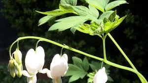 Image result for Dicentra spectabilis alba