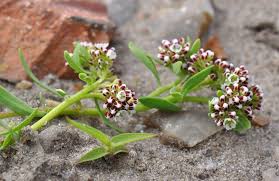 Image result for Corrigiola