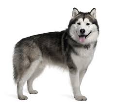 Shipped worldwide with 10 year health guarantee. Breed Info Animal Health Center