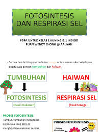 Pelajar boleh mengulangkaji mata pelajaran sains ini sebagai persediaan untuk menghadapi peperiksaan sekolah, pt3 atau spm. Nota Sains Tingkatan 1 Kssm Bab 2 Fotosintesis Dan Respirasi Sel