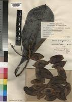 Image result for Terminalia brachystemma
