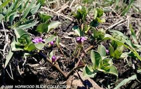 Image result for Raphionacme hirsuta