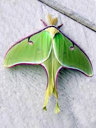 Black And White Spotted Moth Uk The Luna Moth Male And Female Trekohio Luna Moth Moth Colorful Moths