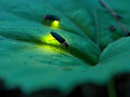 10 Fascinating Facts About Fireflies And Lightning Bugs
