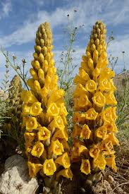 Image result for Cistanche tinctoria