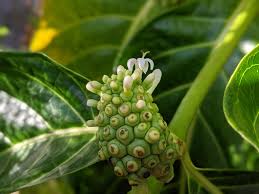 Image result for Morinda