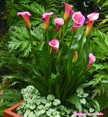 We did not find results for: Instruction To Have Calla Lilies Grown In Containers Flower Lily Plants Calla Lily Lily Garden