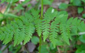 Image result for Dryopteris