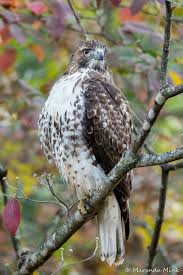 Birds Of North Alabama Photos Red Tailed Hawk In North Alabama Photo By Maranda Mink Red Tailed Hawk Birds Bald Eagle