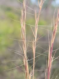 Image result for Aristida bipartita