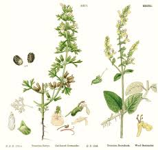 Image result for Achyrospermum laterale