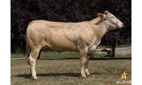 La blonde d'aquitaine est une race bovine allaitante de grande taille, d'une couleur unie allant selon les individus du froment au blanc crème, aux muqueuses roses. Fanion Fiche Taureau