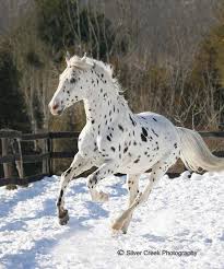Black And White Horse Names Female White Horse With Black Spots Appaloosa Horses Horses Beautiful Horses