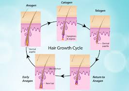 Hair Loss Hair Growth Cycle Medispa India