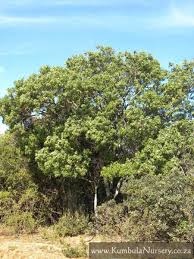 Image result for Ptaeroxylon obliquum