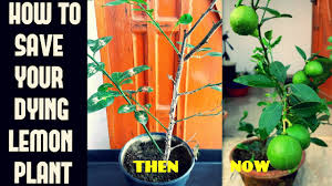 The first mistake gardeners make when beginning a container plant is choosing an inappropriately sized inlive in north florida, cannot get my meyer lemon tree to grow much and nothing turns yellow! How To Save Your Dying Lemon Plant Common Lemon Plant Problems N Their Cure Youtube