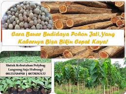 Oktober 25, 2018 oleh sidrotul muntaha. Jual Polybag Murah Begini 5 Cara Benar Budidaya Pohon Jati Yang Kabarnya Bisa Bikin Cepat Kaya