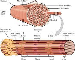 Skeletal Muscle Anatomy And Physiology