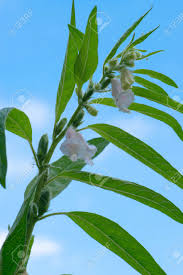 Image result for Pedaliaceae