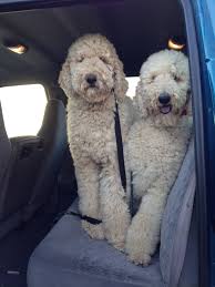 After this the focus is all on the head. Poodles Album On Imgur