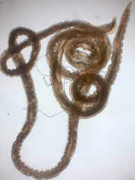 Nematodes translucent small clear worm. Gongylonema Pulchrum Wikipedia