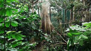Tropical Rainforest Rainforest Animals Rainforest Tropical Rainforest