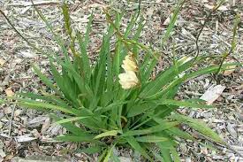 Image result for Tritonia