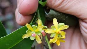 Image result for Campylospermum