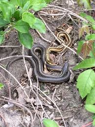 Black And Yellow Striped Snake Georgia Garter Snakes Cobras