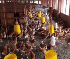 The bottom line is, keep a clean coop. How To Clean Your Chicken Coop Conversion Feeds Limited