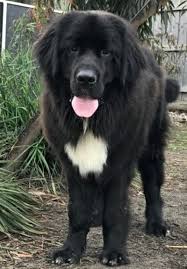 Ask questions and learn about newfoundlands at nextdaypets.com. 15 Newfoundland Mixes Breeds Enormous Newfies To Nuzzle You