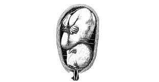 Image result for Face Presentation