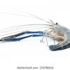 Translate udang galah to indonesian online and download now our free translation software to use at any time. 1