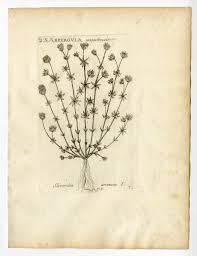 Image result for Sherardia arvensis